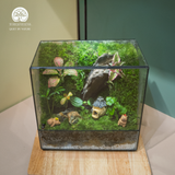 Terrarium