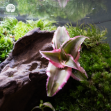 Terrarium