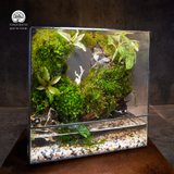 Terrarium An Nhiên - Bể Chữ Nhật Đứng - Decor Góc Làm Việc