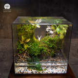 Terrarium An Nhiên - Bể Chữ Nhật Đứng - Decor Góc Làm Việc