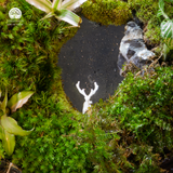 Terrarium An Nhiên - Bể Chữ Nhật Đứng - Decor Góc Làm Việc