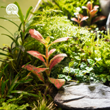 Zen Terrarium Thiền Tuyền Cảnh Bể Đa Giác Trứng