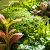 Zen Terrarium Thiền Tuyền Cảnh - Bể Đa Giác Trứng - Trang Trí Phòng Khách
