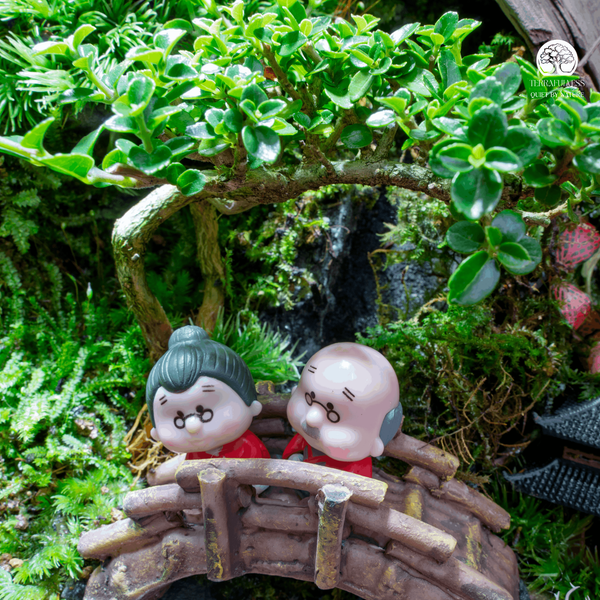 he-sinh-thai-terrarium-trong-binh-thuy-tinh-qua-tang-tet-y-nghia