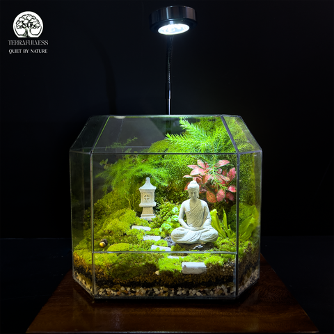 Terrarium Zen An Lạc - Bể Đa Giác Ngang - Trang Trí Và Thiền Định