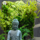 Zen Terrarium Bồ Đề - Bể Đa Giác - Trang Trí Thiền Đẳng Cấp