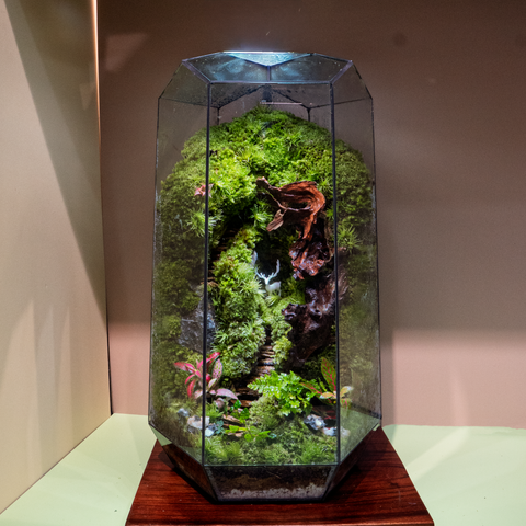 Terrarium The Last Verdant Echo - Bể Đa Giác - Quà Tặng Cao Cấp