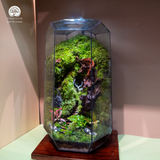 Terrarium Quà Tặng Cao Cấp