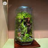 Terrarium Quà Tặng Cao Cấp