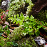 Terrarium Quà Tặng Cao Cấp