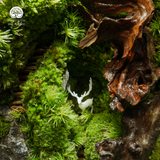 Terrarium Quà Tặng Cao Cấp