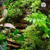 Terrarium Quà Tặng Cao Cấp