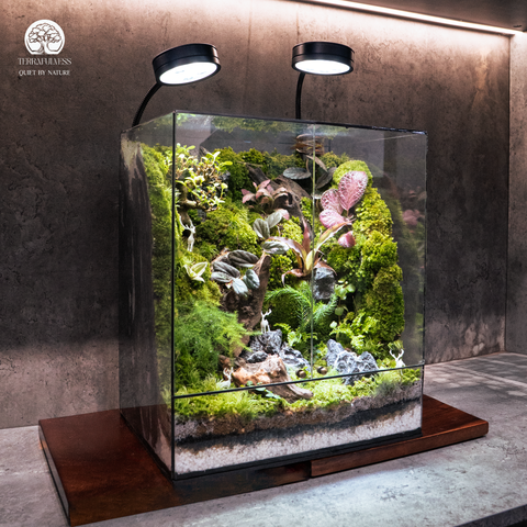 Terrarium Astral Spirit Grove - Bể Chữ Nhật - Trang Trí Phòng Khách