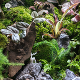 Terrarium