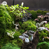 Terrarium