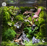 Terrarium