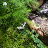 Terrarium