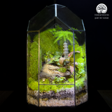 Terrarium