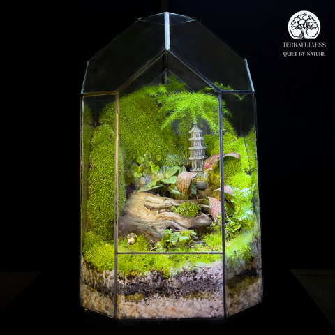 Terrarium Cổ Tháp - Bể Đa Giác - Hòa Quyện Rêu Xanh
