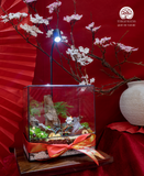 Terrarium Kim Mão Tài Lộc | Bể Chữ Nhật - Trang Trí Tết An Nhiên