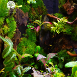 Terrarium Lộc Thụy - Bể Đa Giác - Quà Tặng Ý Nghĩa