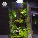 Terrarium Lộc Thụy - Bể Đa Giác - Quà Tặng Ý Nghĩa