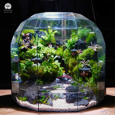 Terrarium Bán Cạn Mộng Trấn Vấn Du | Bể Đa Giác Trang Trí Không Gian Sống