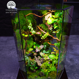 Terrarium Lộc Thụy - Bể Đa Giác - Quà Tặng Ý Nghĩa