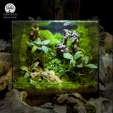 Terrarium Stone Whisper - Bể Đa Giác - Lời Thì Thầm Của Đá