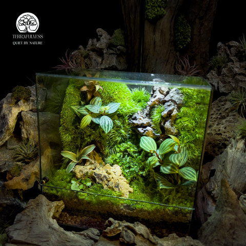 Terrarium Stone Whisper - Bể Đa Giác - Lời Thì Thầm Của Đá