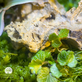 Terrarium Stone Whisper - Bể Đa Giác - Lời Thì Thầm Của Đá