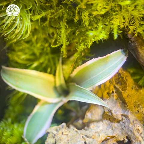 Terrarium Stone Whisper - Bể Đa Giác - Lời Thì Thầm Của Đá