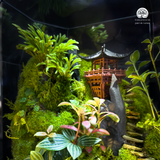 Terrarium