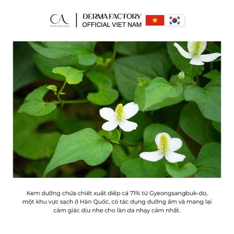  Derma Factory EDLP Houttuynia Cordata 71% Cream - Kem dưỡng ẩm và làm dịu da nhạy cảm 60g 