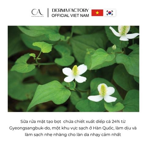  Derma Factory EDLP Houttuynia Cordata 24% bọt làm sạchchứa tinh chất rau diếp cá làm dịu và thanh lọc da 120ml 