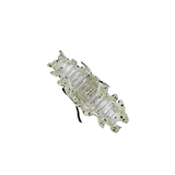  Kẹp Voan Hàn Quốc A25 