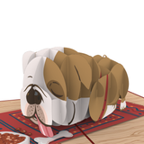  Lazy Bulldog Pop Up Card 