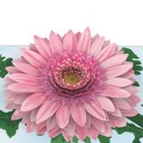  Pink Daisies Pop Up Card 