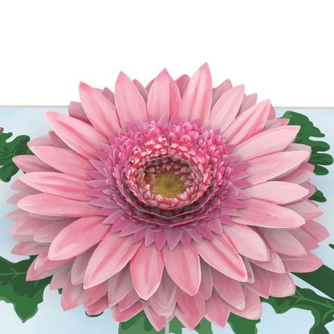  Pink Daisies Pop Up Card 