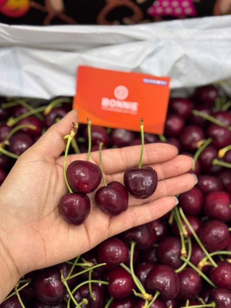 Cherry Đỏ Mỹ size 10 row - USA Cherry