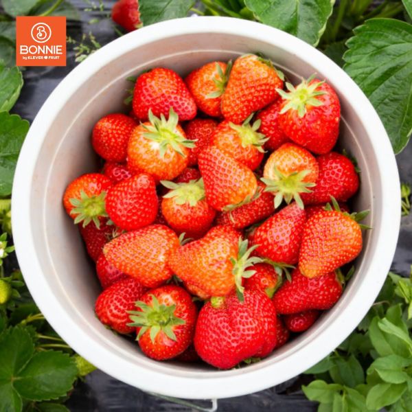 Dâu Tây Mộc Châu Chiko - Hộp 330gram