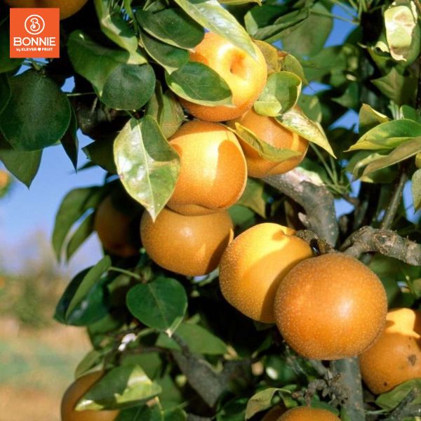 Lê Autumn Honey Nội Địa Trung