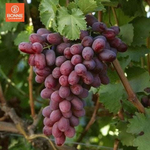 Nho Đỏ Không Hạt Mỹ - Nho Mỹ