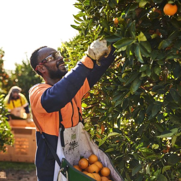 Quýt Úc Honey Murcott – 2PH Farms, Queensland