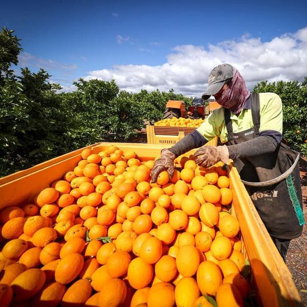 Quýt Úc Honey Murcott – 2PH Farms, Queensland