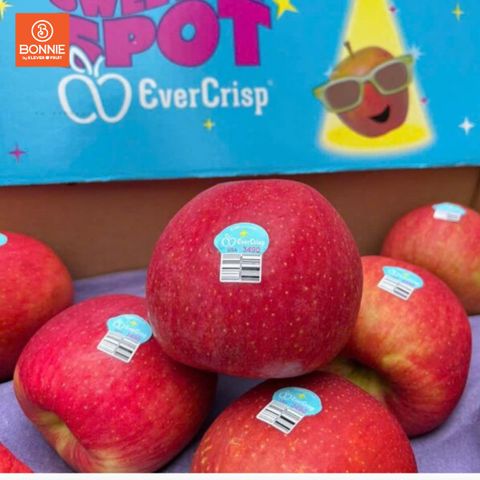 Táo Ever Crisp New Zealand Size Nhỏ - Táo New Zealand