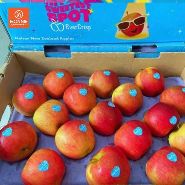 Táo Ever Crisp New Zealand Size Nhỏ - Táo New Zealand