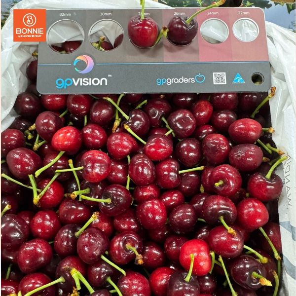 Cherry Đỏ Úc Size 26 - 28mm - Australian Cherries