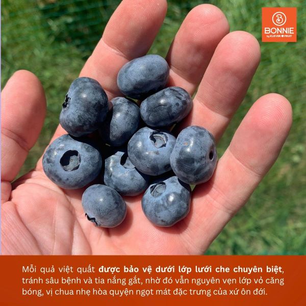 Việt Quất New Zealand