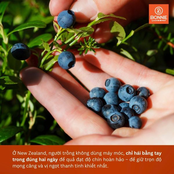 Việt Quất New Zealand